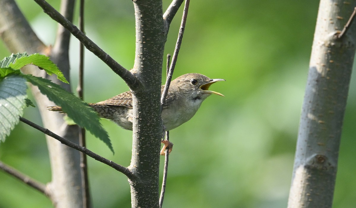 Northern House Wren - ML639673355