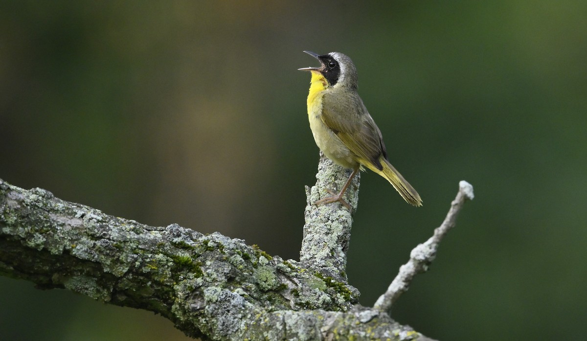 Common Yellowthroat - ML639673358