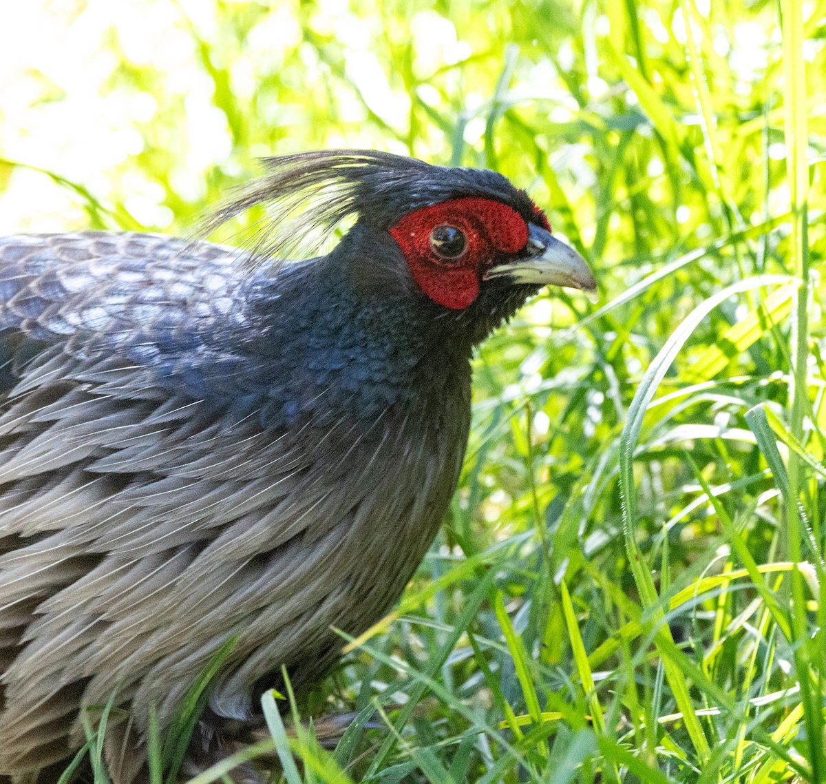Kalij Pheasant - ML639673394