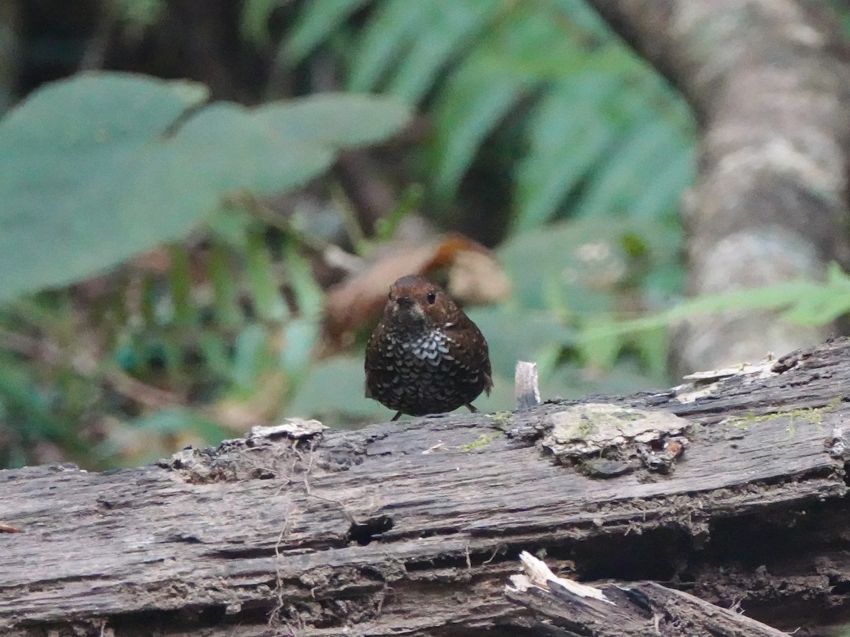 Pygmy Cupwing - ML639673405