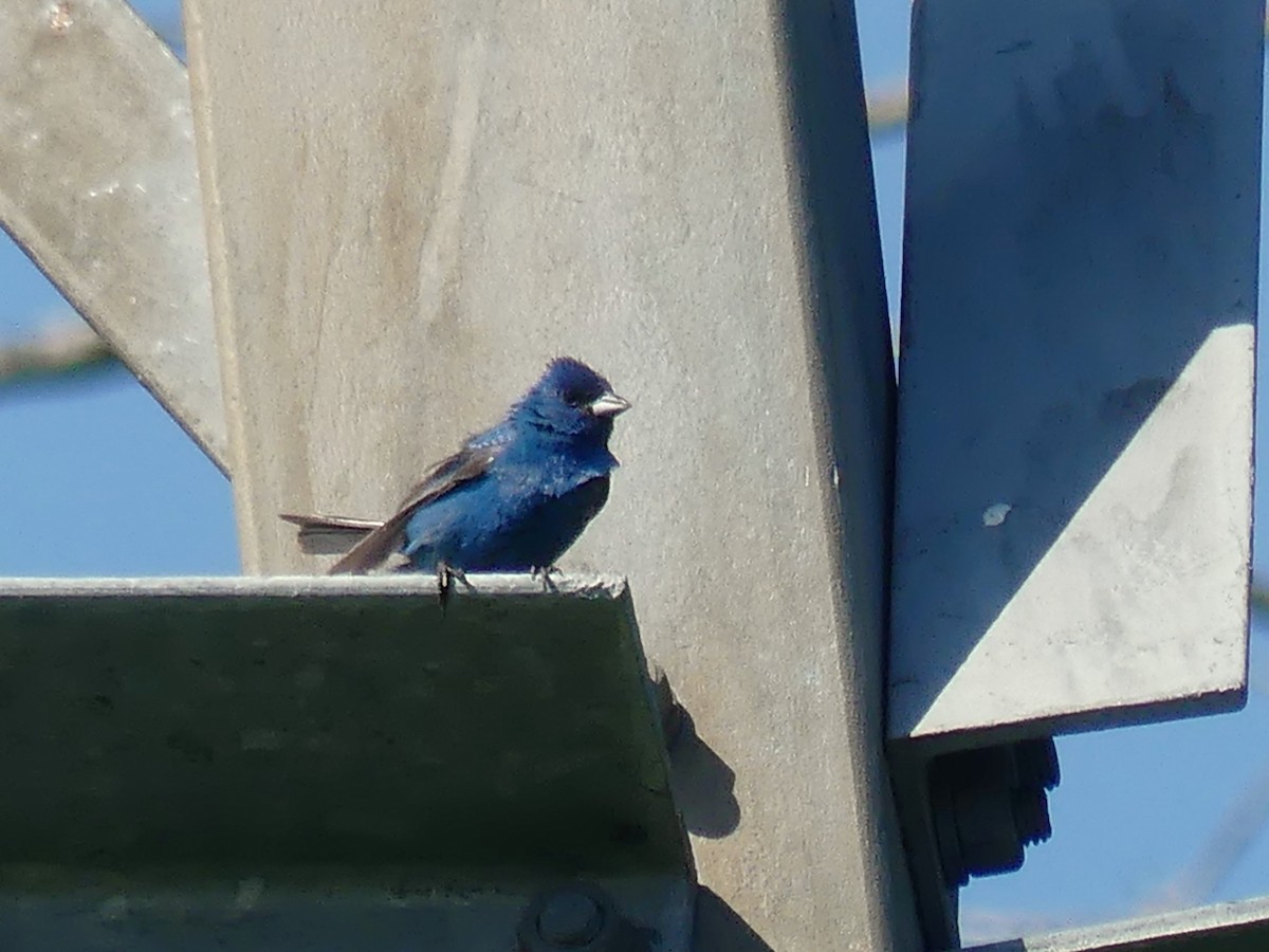 Indigo Bunting - ML639673420
