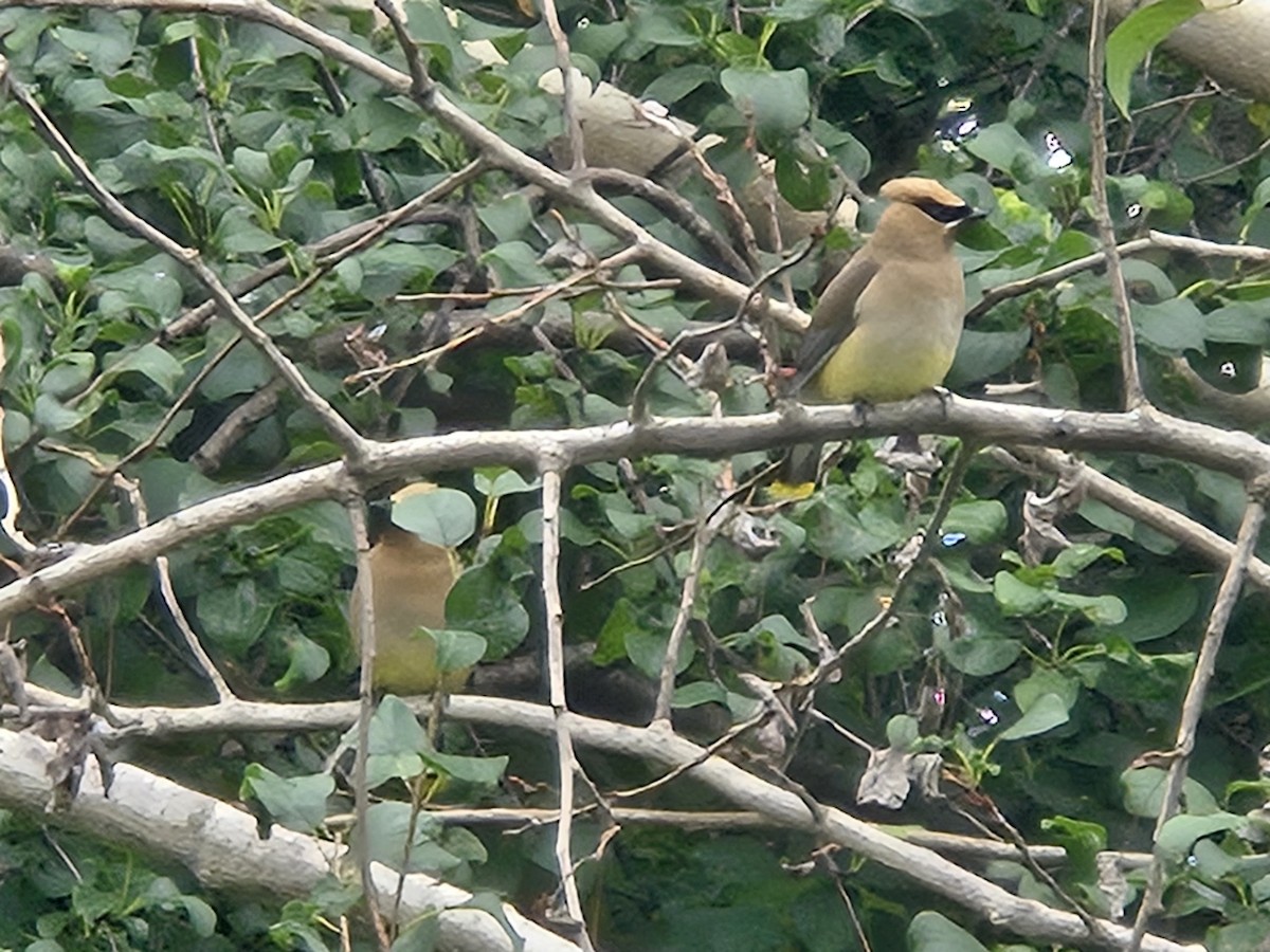 Cedar Waxwing - ML639673466