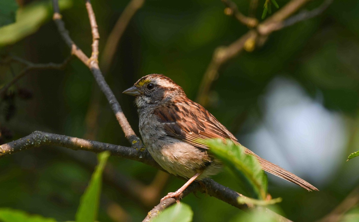 White-throated Sparrow - ML639673480