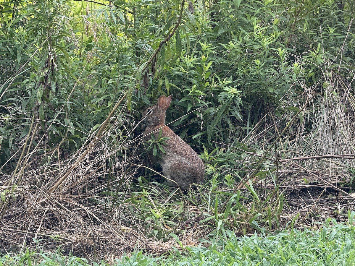 Animals - ML639673481