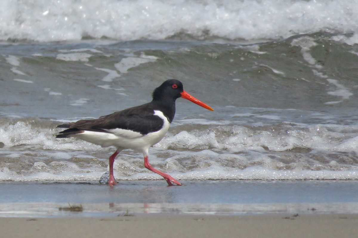 Eurasian Oystercatcher - ML639673510