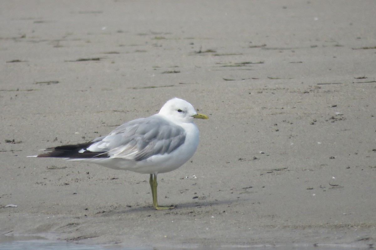 Common Gull - ML639673523