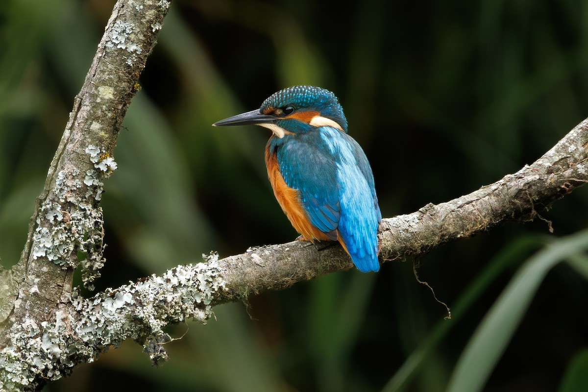 Common Kingfisher - ML639673540