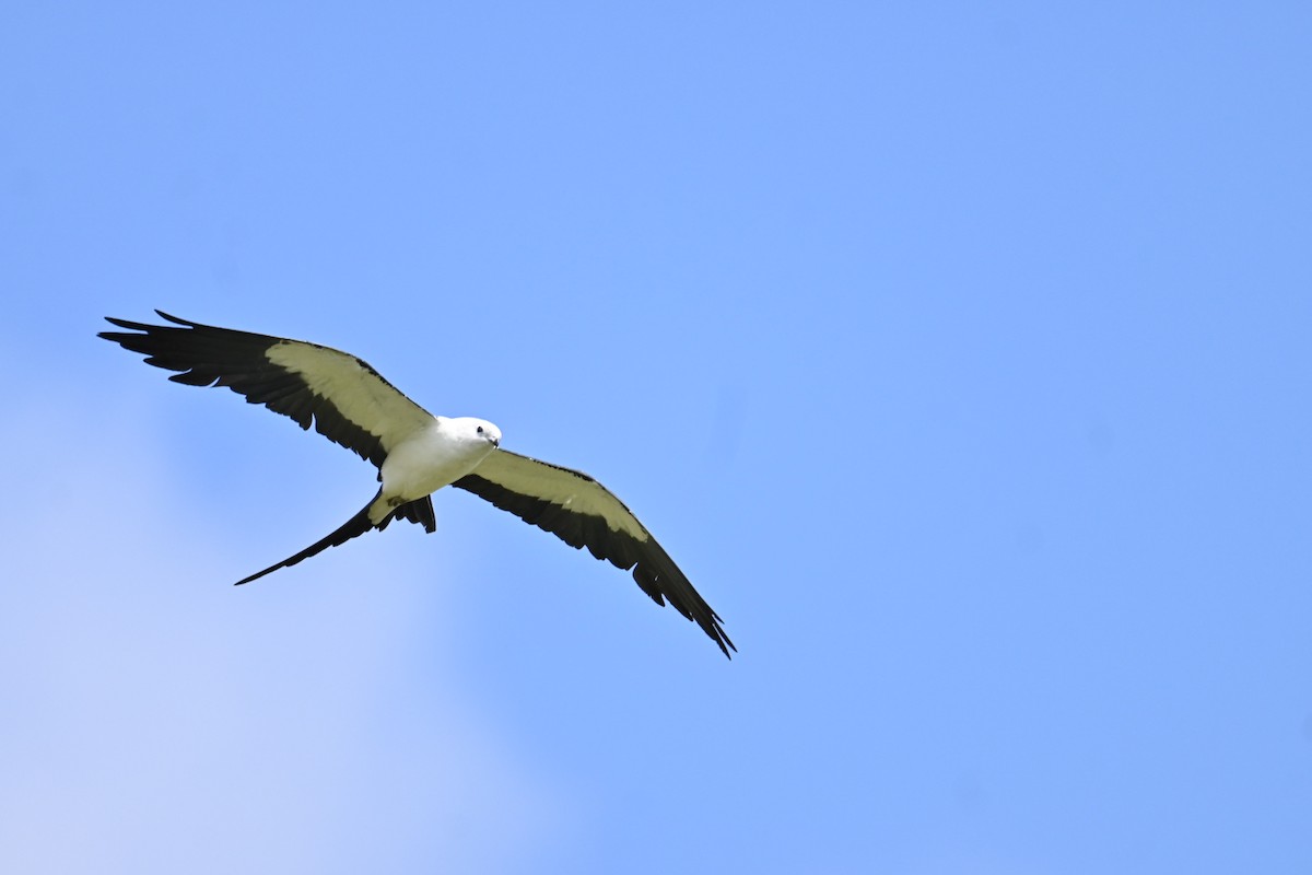 Swallow-tailed Kite - ML639673604