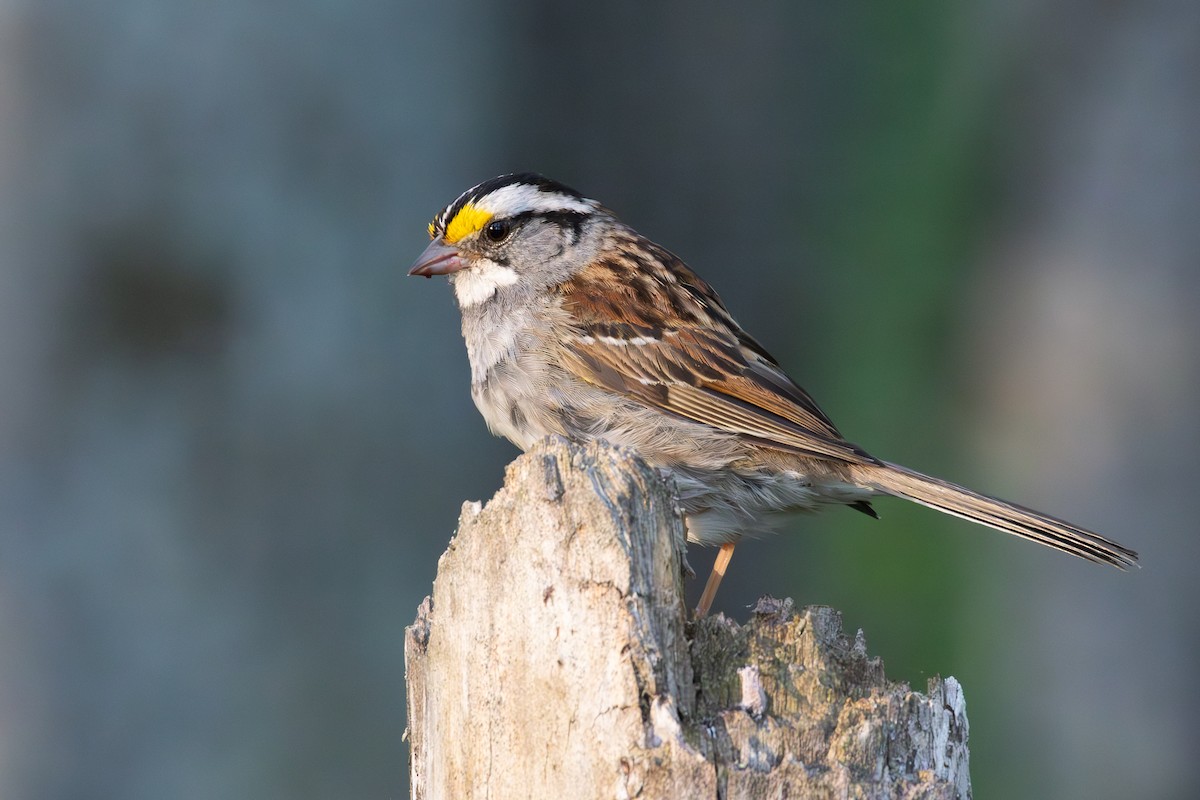 White-throated Sparrow - ML639673645