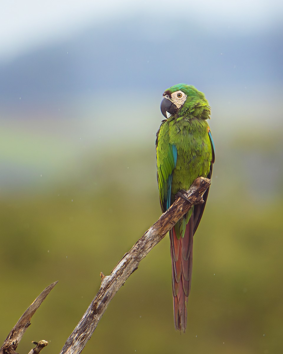 ara malý - ML639673656