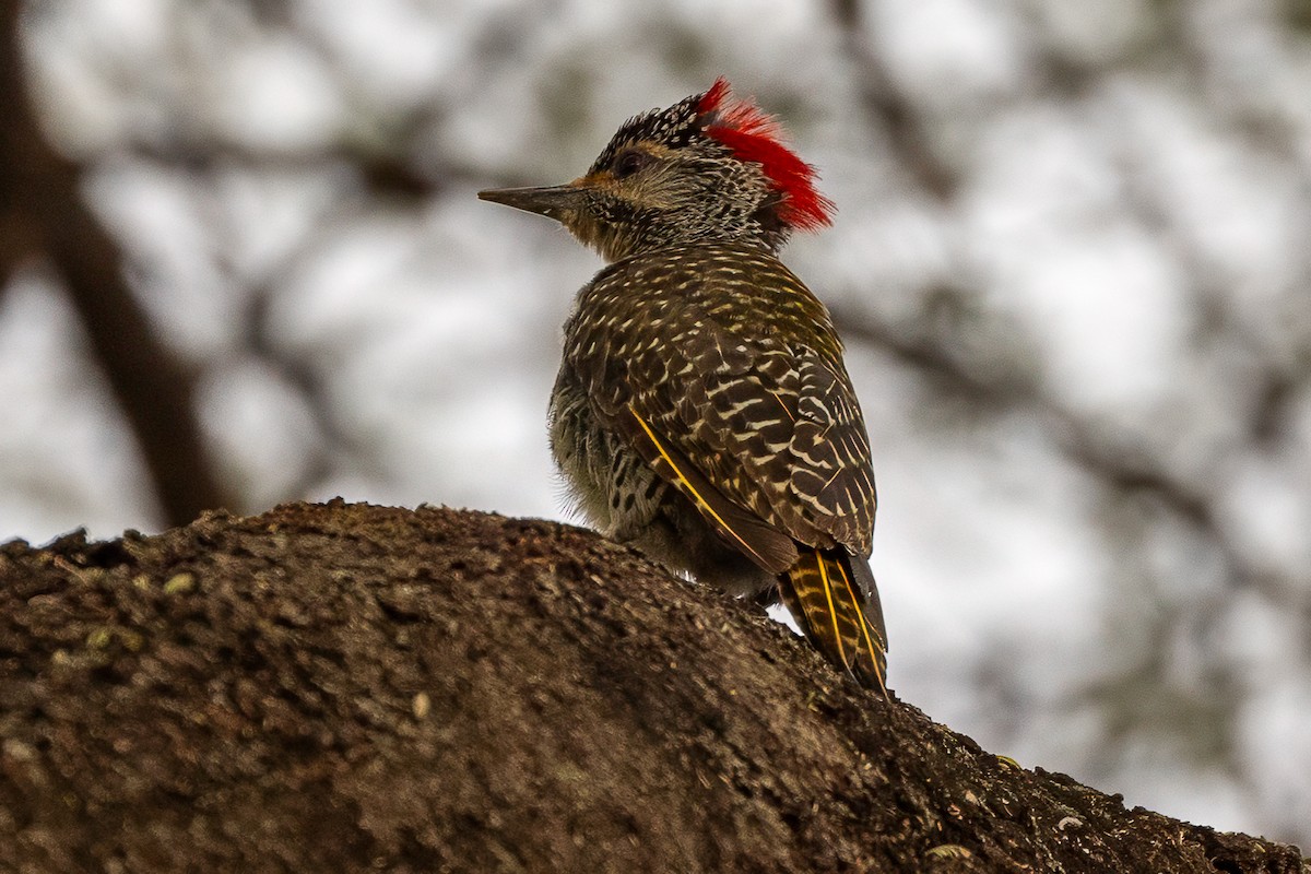 Nubian Woodpecker - ML639673697