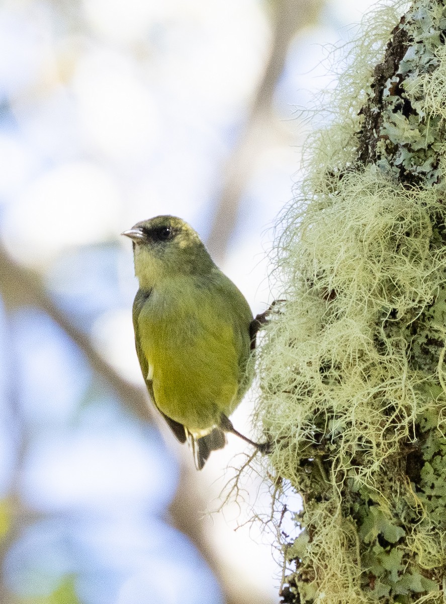 Hawaii Creeper - ML639673719