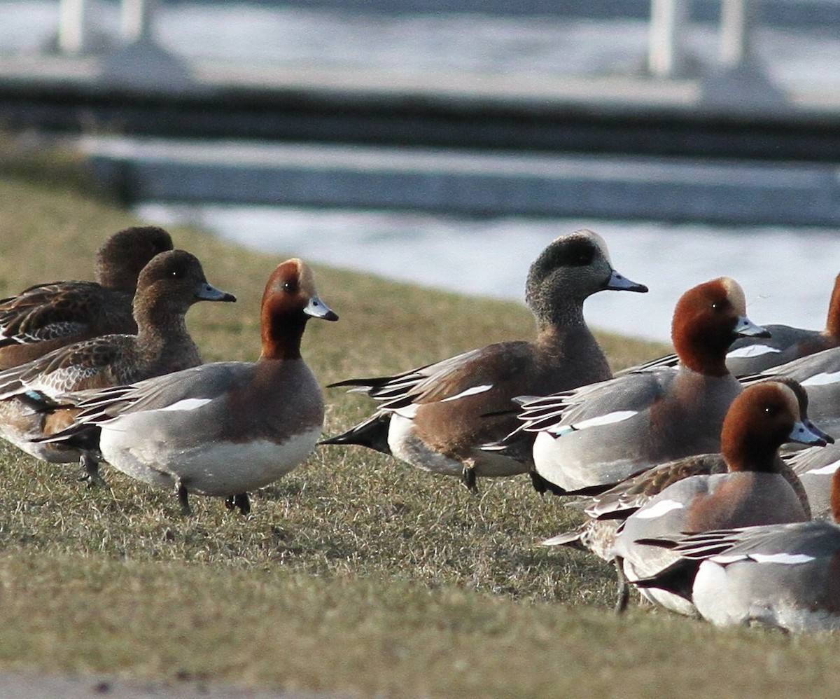 American Wigeon - ML639673734