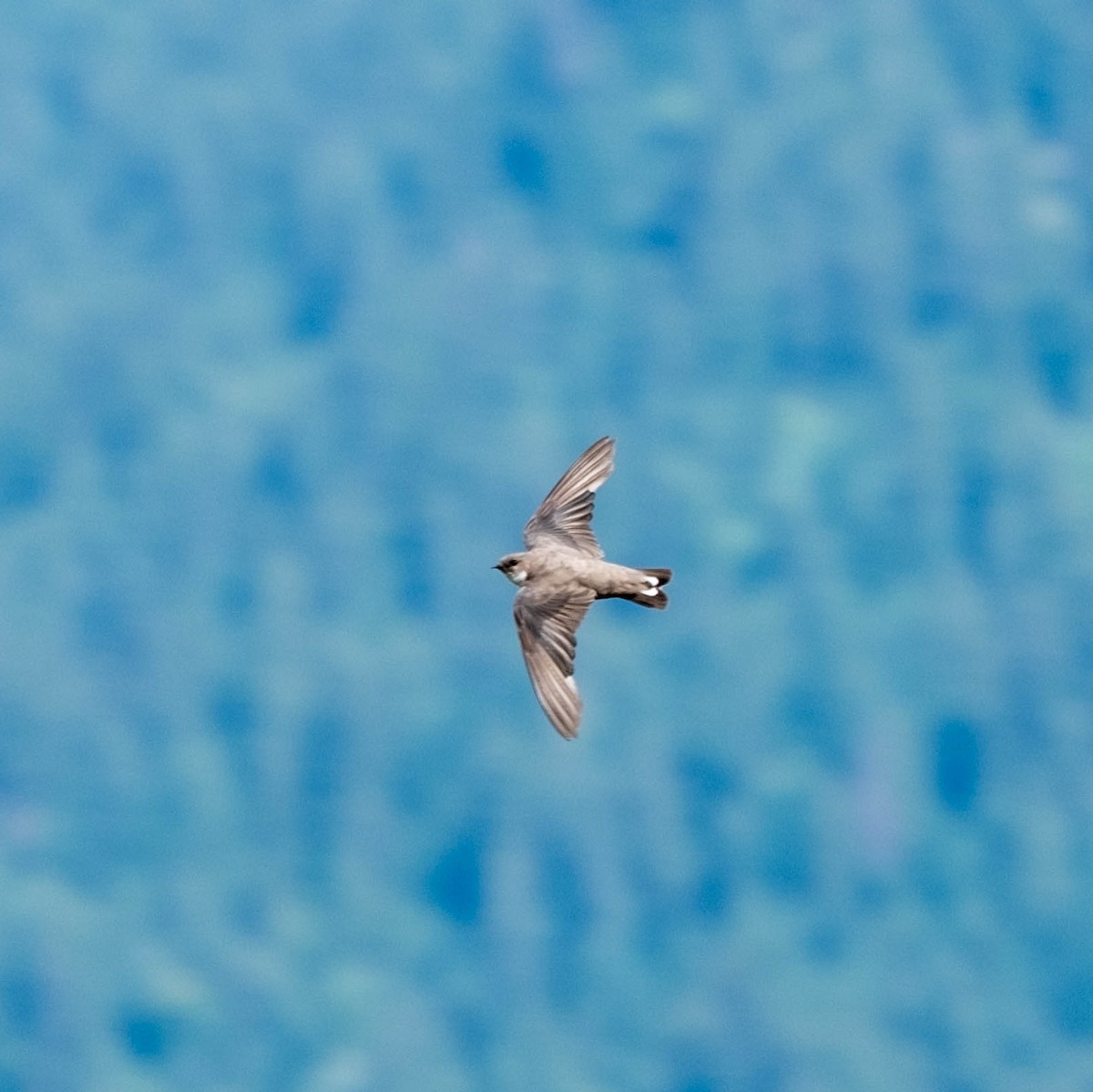 Eurasian Crag-Martin - ML639673766