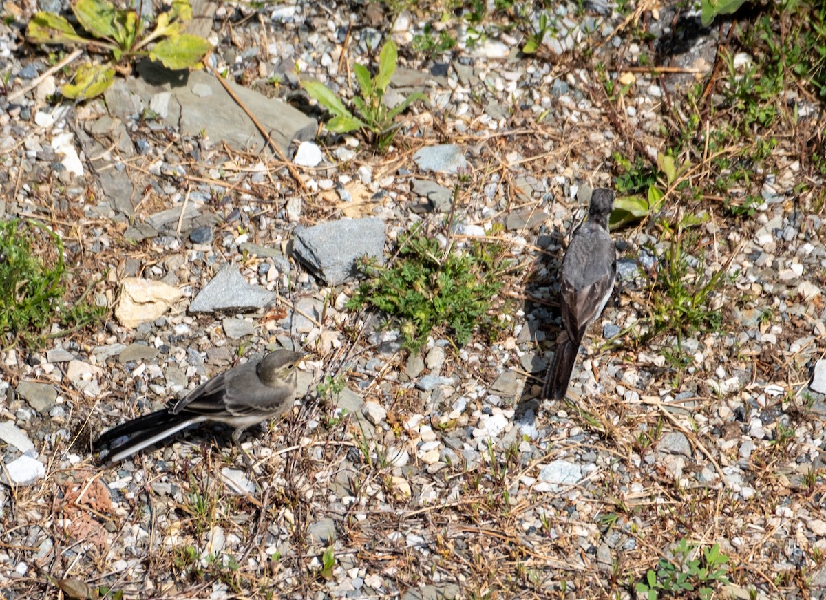 White Wagtail - ML639673788