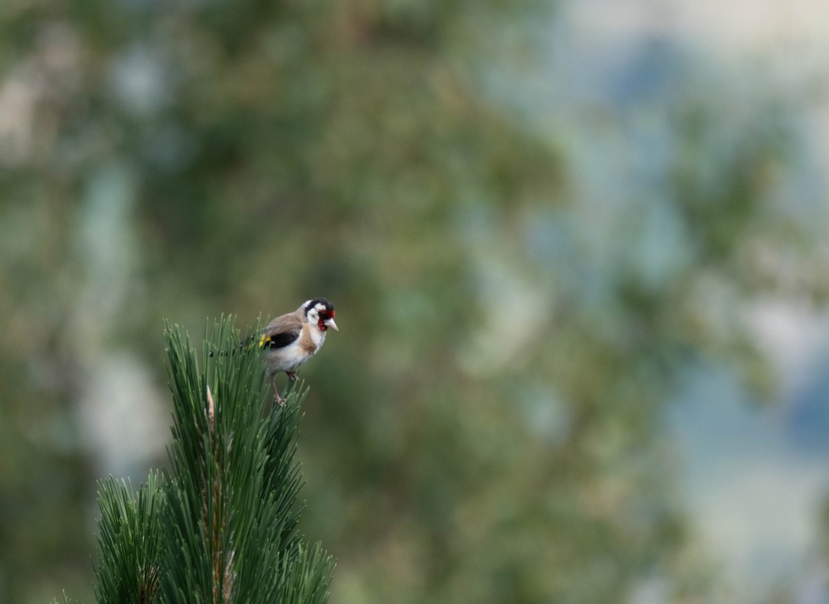 European Goldfinch - ML639673791