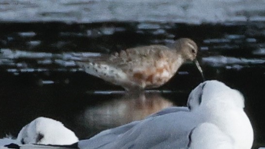 Curlew Sandpiper - ML639673794