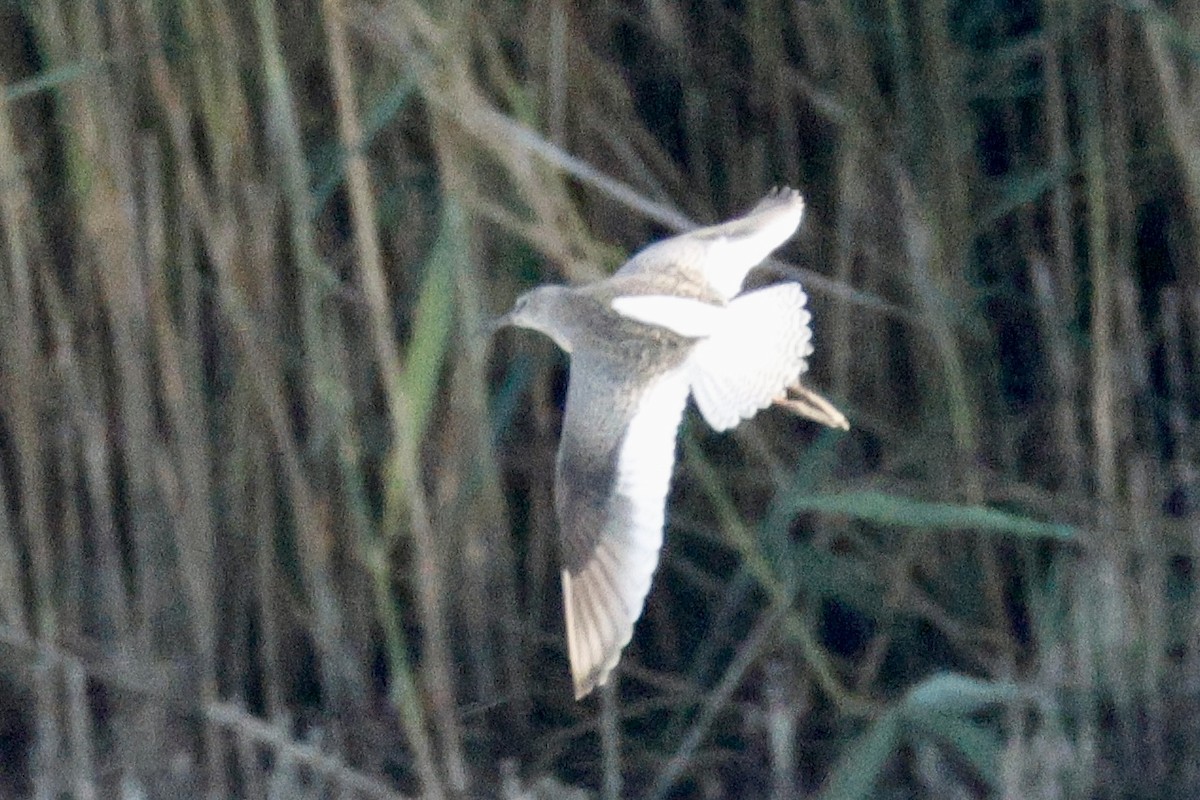Common Redshank - ML639673807