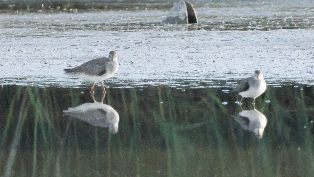 Common Redshank - ML639673808