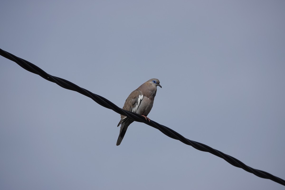 West Peruvian Dove - ML639673810