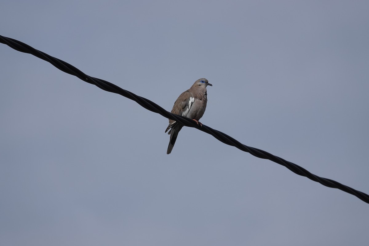 West Peruvian Dove - ML639673813