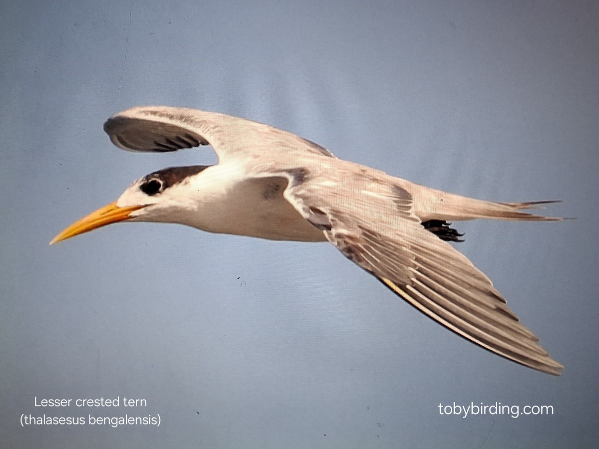 Lesser Crested Tern - ML639673827