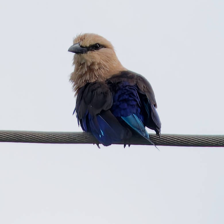 Blue-bellied Roller - ML639673835