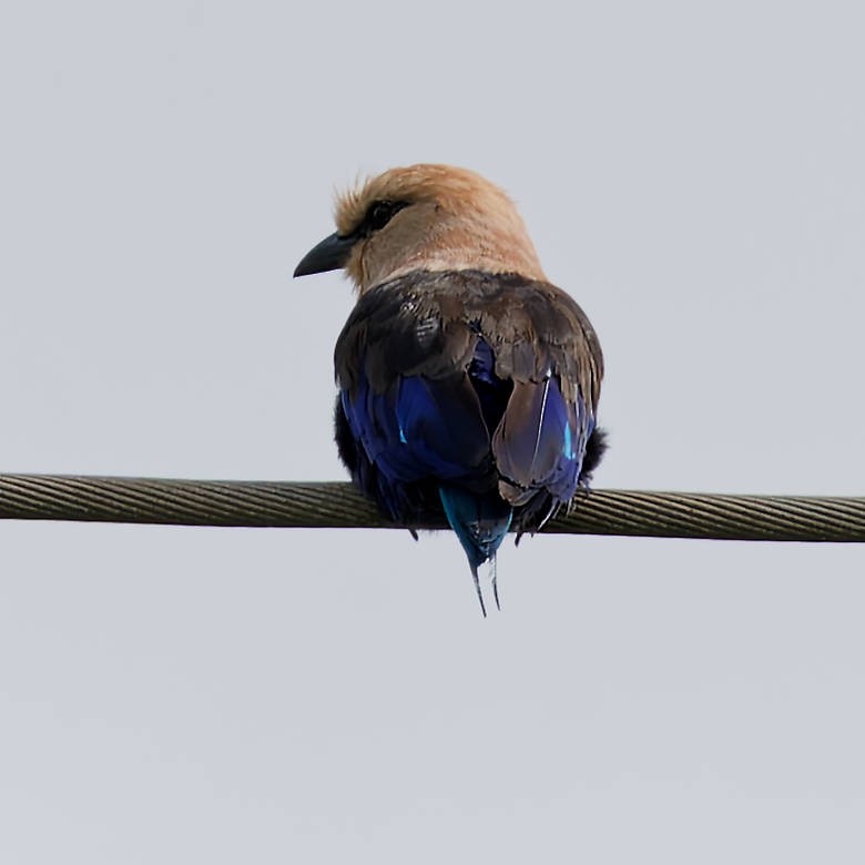 Blue-bellied Roller - ML639673837