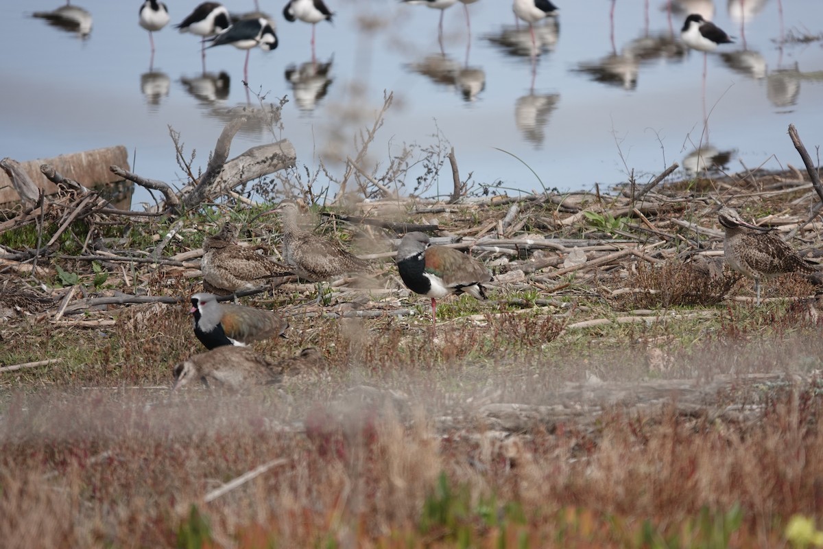 Southern Lapwing - ML639673899