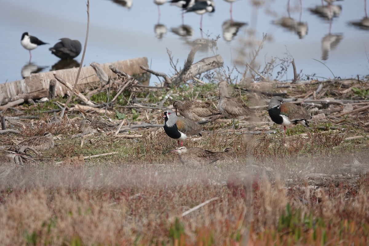 Southern Lapwing - ML639673947