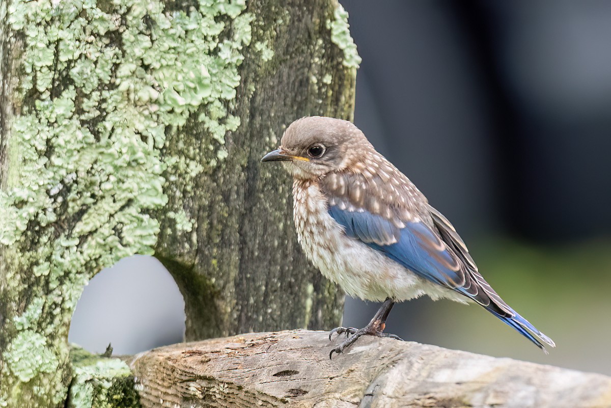 Eastern Bluebird - ML639673961