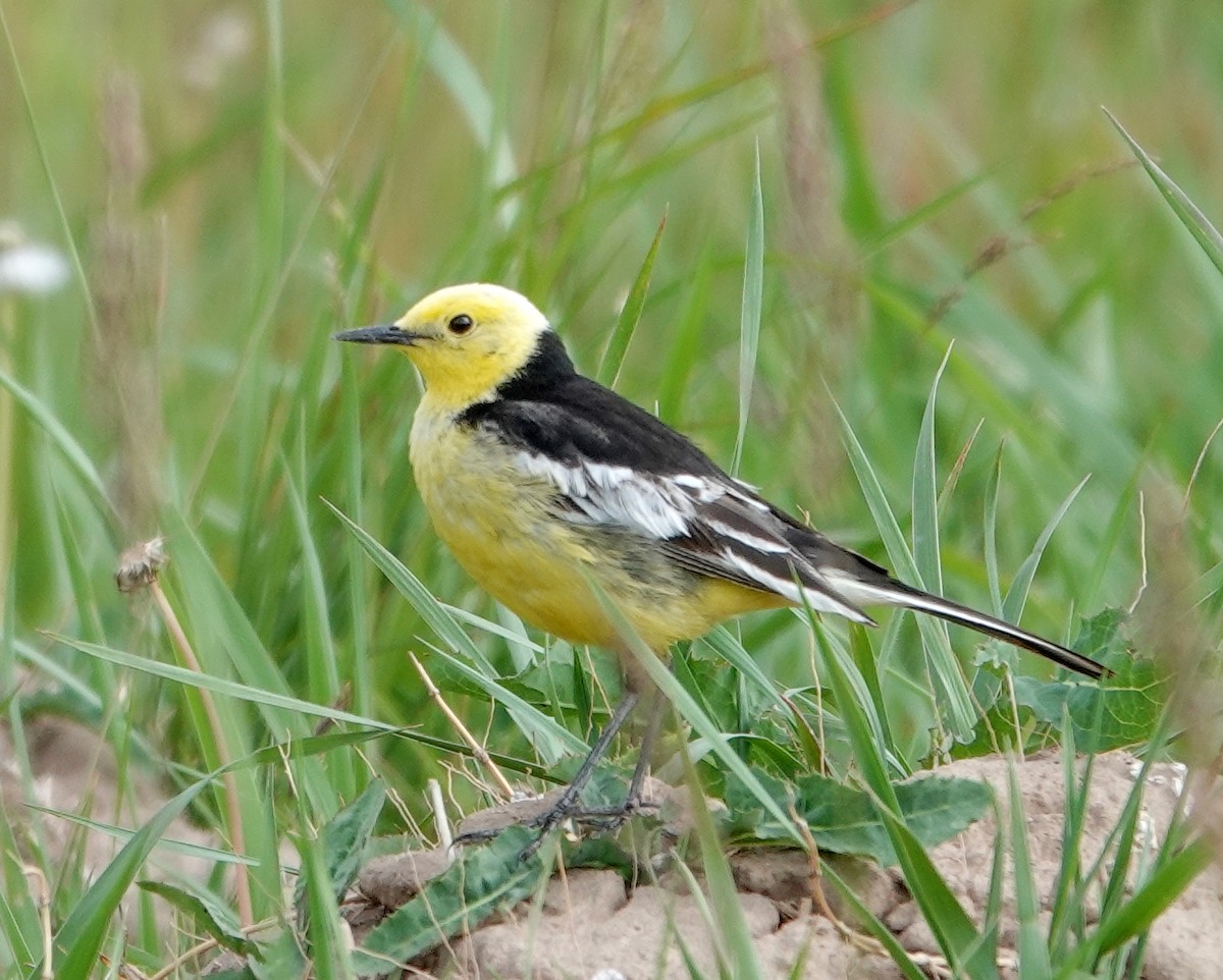 Citrine Wagtail - ML639674003