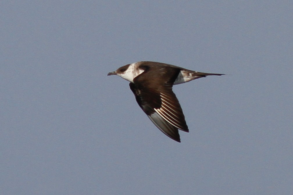 Parasitic Jaeger - ML639674023