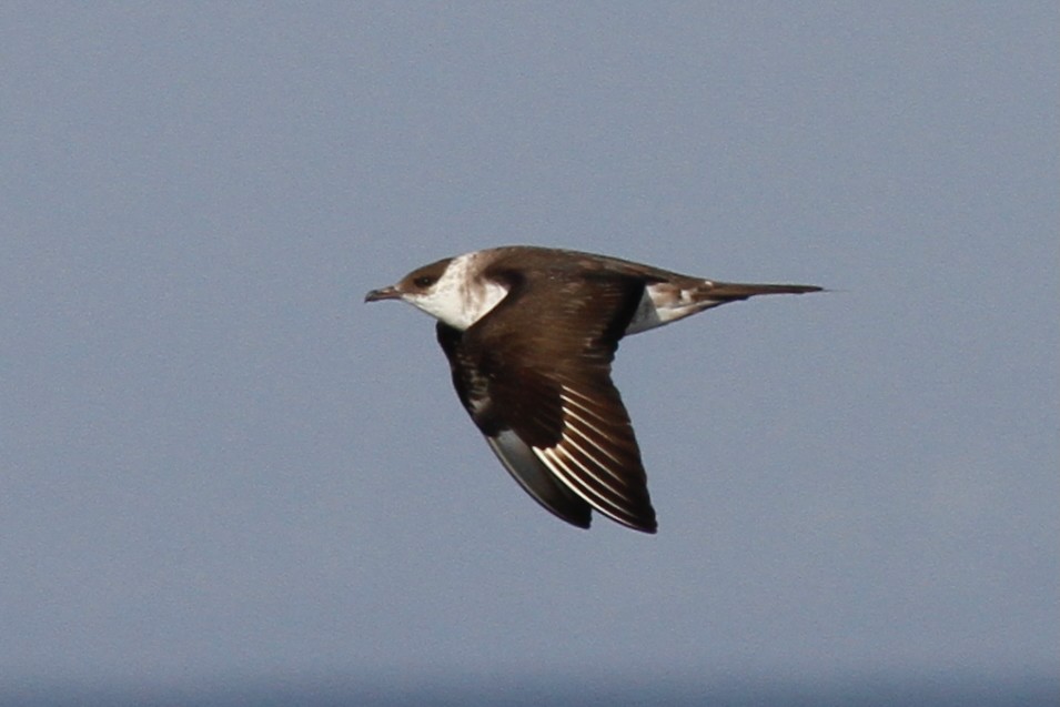 Parasitic Jaeger - ML639674024