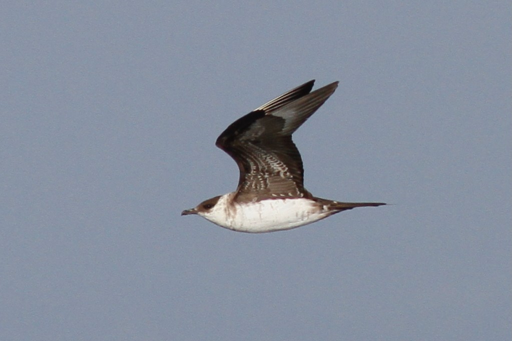 Parasitic Jaeger - ML639674025
