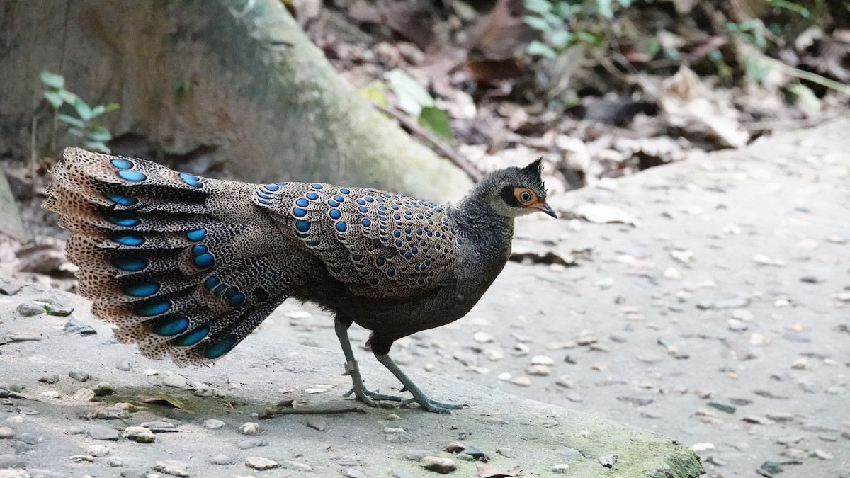 Malayan Peacock-Pheasant - ML639674028