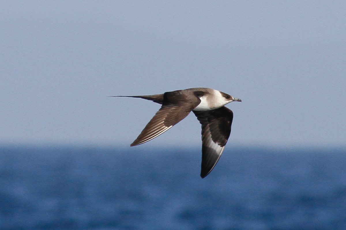 Parasitic Jaeger - ML639674029