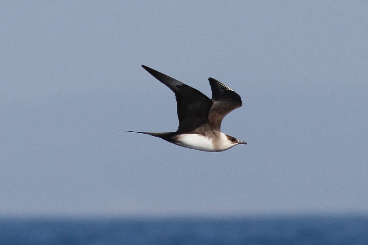Parasitic Jaeger - ML639674030