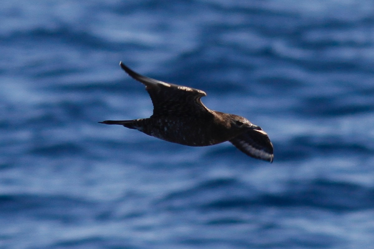 Parasitic Jaeger - ML639674031