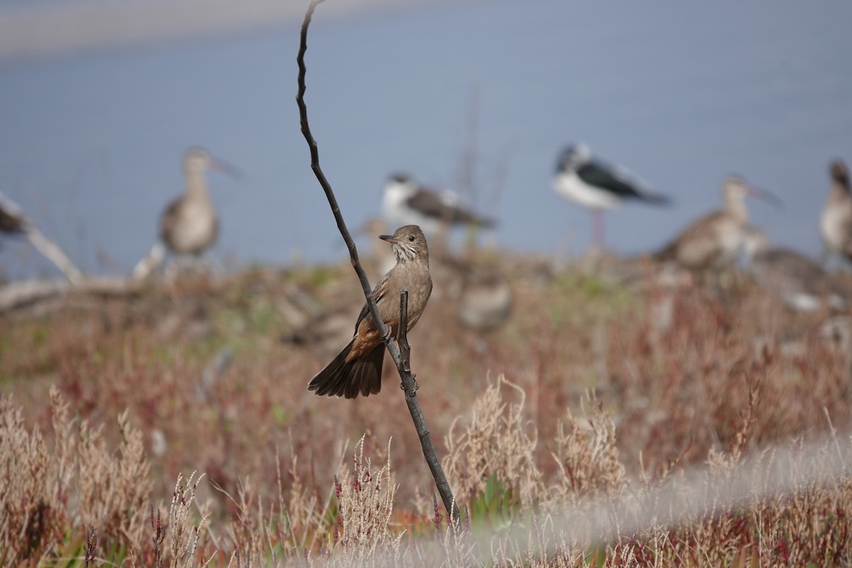 Great Shrike-Tyrant - ML639674081