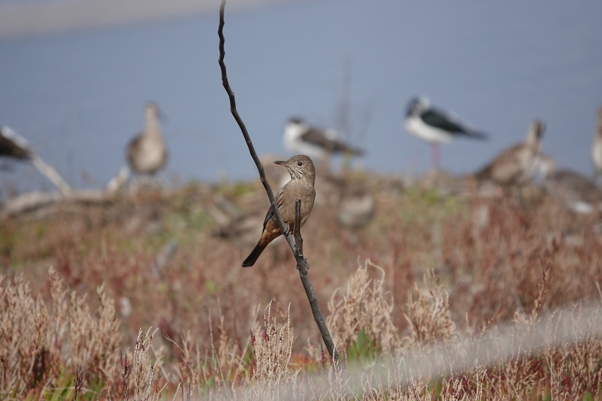 Great Shrike-Tyrant - ML639674084