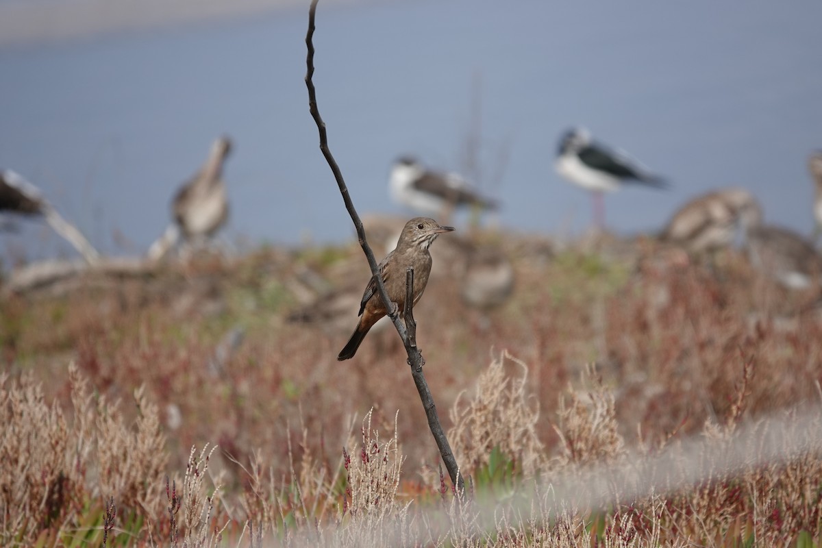 Great Shrike-Tyrant - ML639674087
