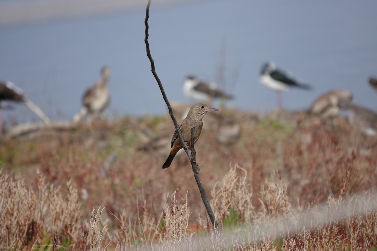 Great Shrike-Tyrant - ML639674099
