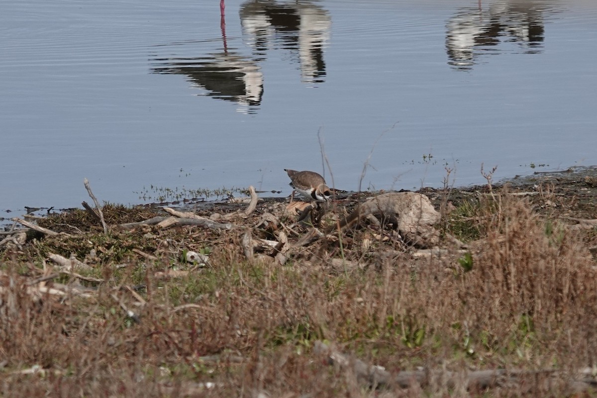 Collared Plover - ML639674321