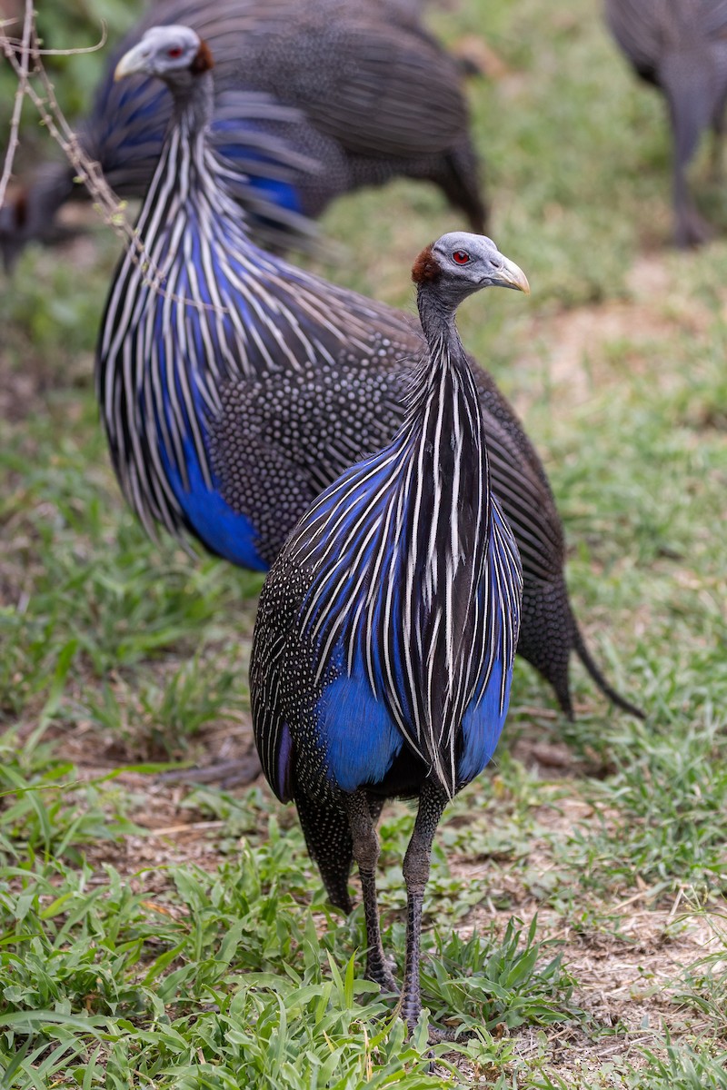 フサホロホロチョウ - ML639674362