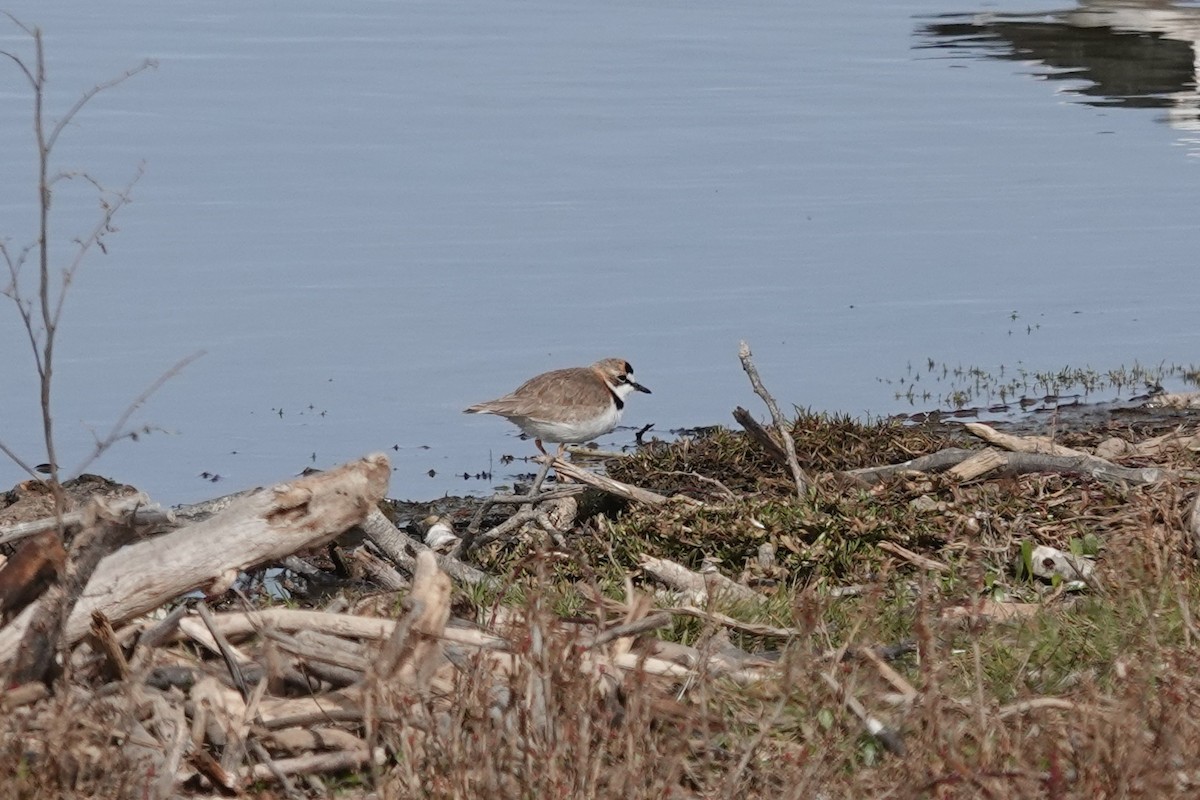 Collared Plover - ML639674366