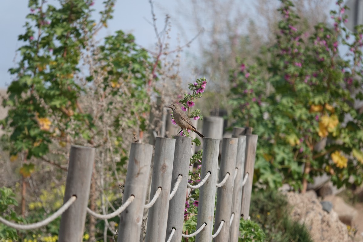 Great Shrike-Tyrant - ML639674391