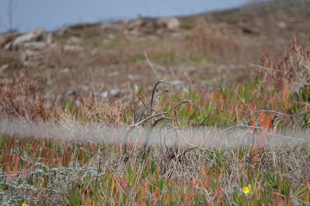 Great Shrike-Tyrant - ML639674425