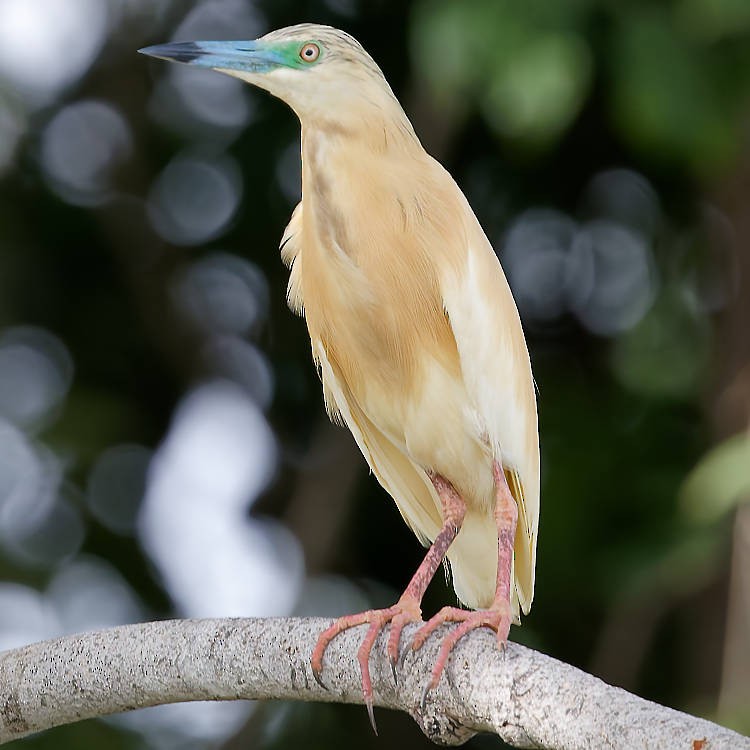 Squacco Heron - ML639674540