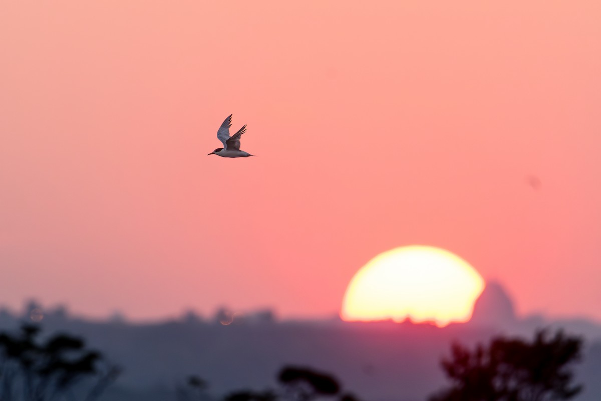 Forster's Tern - ML639674617